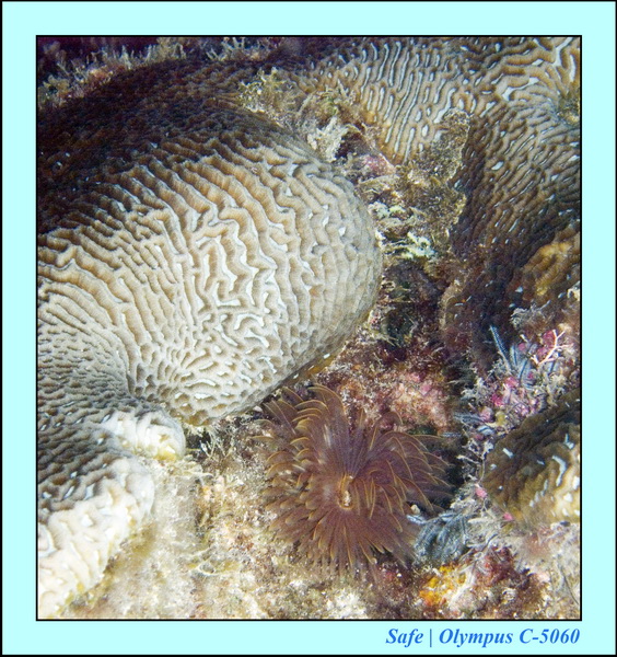 2008 - 07 - Leng Tengah - 101